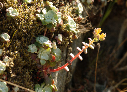 2008-04-28_25 Early Sedum Cropped TN.jpg - 62434 Bytes